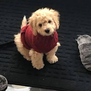 Meet your Posher, Paula